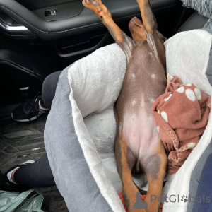 Zdjęcie №3. Nuttede dobermann hvalpe søger et kærligt hjem for altid. Dania