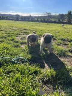 Zdjęcie №3. Sprzedam piękne szczenięta mopsa.. Wielka Brytania