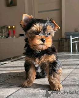 Zdjęcie №1. yorkshire terrier - na sprzedaż w Pobierowo | Bezpłatny | Zapowiedź №143955