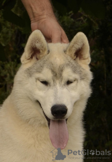 Zdjęcie №3. syberyjski husky sprzedam szczeniaka. Serbia