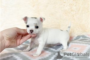 Dodatkowe zdjęcia: Urocze szczenięta Chihuahua do bezpłatnej adopcji