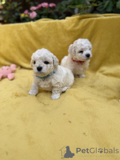 Zdjęcie №1. bichon frise - na sprzedaż w Bolzano | negocjowane | Zapowiedź №173479