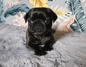 Zdjęcie №1.  - na sprzedaż w Emden | 1196zł | Zapowiedź №167676