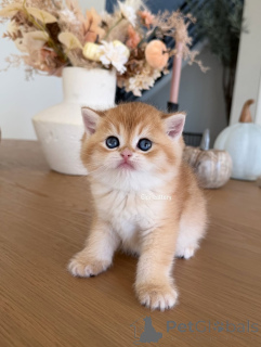 Zdjęcie №1. kot brytyjski krótkowłosy - na sprzedaż w Carro | negocjowane | Zapowiedź № 162905