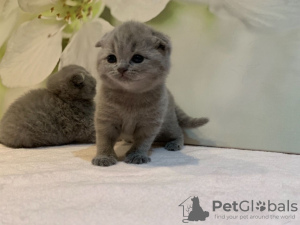 Zdjęcie №1. scottish fold - na sprzedaż w Monachium | 1465zł | Zapowiedź № 84022