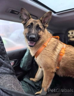 Zdjęcie №1. pies nierasowy - na sprzedaż w Rzeka Moskwa | Bezpłatny | Zapowiedź №164580