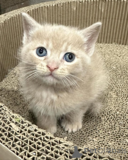 Zdjęcie №3. Kot domowy dostępny do adopcji. Niemcy