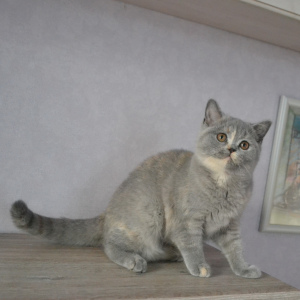 Zdjęcie №2 do zapowiedźy № 4968 na sprzedaż  kot brytyjski krótkowłosy - wkupić się Białoruś od żłobka