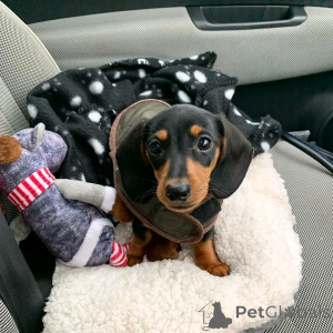 Zdjęcie №2 do zapowiedźy № 139059 na sprzedaż  jamnik - wkupić się Niemcy hodowca