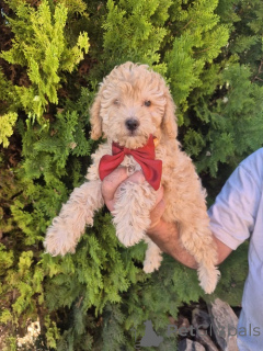 Zdjęcie №1. labradoodle - na sprzedaż w Vilovo | negocjowane | Zapowiedź №176827