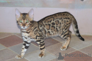 Zdjęcie №4. Sprzedam kot bengalski w Mińsk. od żłobka, hodowca - cena - 1351zł