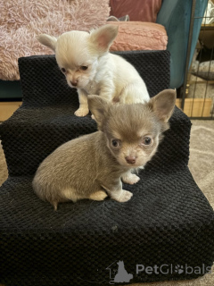 Zdjęcie №1. chihuahua (rasa psów) - na sprzedaż w Enontekiö | negocjowane | Zapowiedź №169167