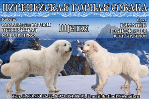Zdjęcie №1. pirenejski pies górski - na sprzedaż w Krasnojarsk | Negocjowane | Zapowiedź №3893