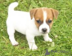 Zdjęcie №1. jack russell terrier - na sprzedaż w Paryż | negocjowane | Zapowiedź №124759