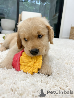 Zdjęcie №2 do zapowiedźy № 158048 na sprzedaż  golden retriever - wkupić się Niemcy hodowca