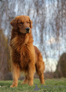 Zdjęcie №1. golden retriever - na sprzedaż w Łódź | 13394zł | Zapowiedź №164250