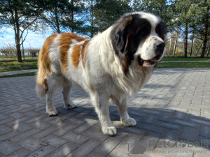 Dodatkowe zdjęcia: Moskiewski Pies Stróżujący z Rodowodem - szczeniaczki
