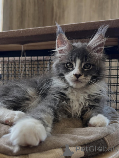 Zdjęcie №2 do zapowiedźy № 170619 na sprzedaż  maine coon - wkupić się Holandia hodowca