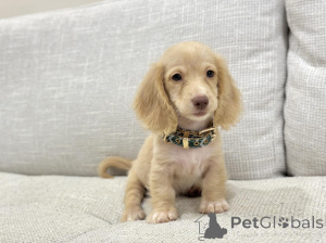 Zdjęcie №1. jamnik - na sprzedaż w Kolonia | negocjowane | Zapowiedź №163656