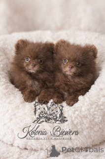 Zdjęcie №1. szpic miniaturowy - na sprzedaż w Łódź | negocjowane | Zapowiedź №164238