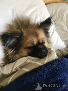 Zdjęcie №3. Pomeranian Spitz (1 rok). Zjednoczone Emiraty Arabskie