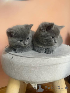 Zdjęcie №2 do zapowiedźy № 158803 na sprzedaż  kot kartuski - wkupić się Niemcy prywatne ogłoszenie