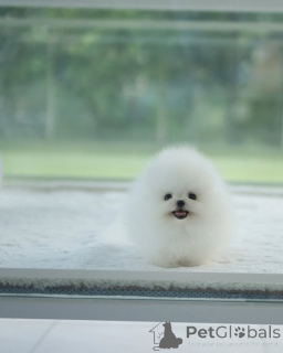 Zdjęcie №2 do zapowiedźy № 154954 na sprzedaż  szpic miniaturowy - wkupić się Niemcy hodowca