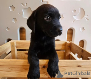 Zdjęcie №1. labrador retriever - na sprzedaż w Berlin | negocjowane | Zapowiedź №156077