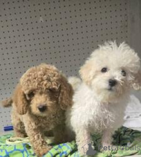 Zdjęcie №1. pudel (zabawka) - na sprzedaż w Anderny | 2392zł | Zapowiedź №164734