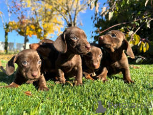 Zdjęcie №1. jamnik - na sprzedaż w Romano-di Lumbardia | negocjowane | Zapowiedź №160829