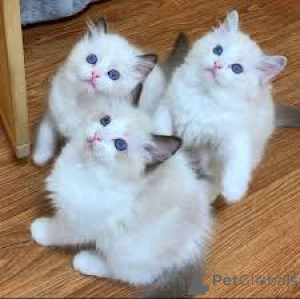 Zdjęcie №1. ragdoll - na sprzedaż w Paryż | 2392zł | Zapowiedź № 166779