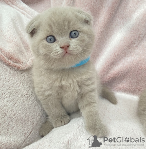 Zdjęcie №1. scottish fold - na sprzedaż w Willebroek | Bezpłatny | Zapowiedź № 128868