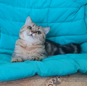 Zdjęcie №4. Sprzedam scottish straight w Tambow. hodowca - cena - 2320zł