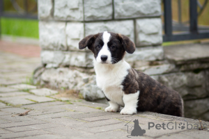 Zdjęcie №2 do zapowiedźy № 155620 na sprzedaż  welsh corgi - wkupić się Federacja Rosyjska od żłobka