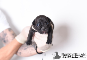 Zdjęcie №4. Sprzedam american bully w Belgrad. hodowca - cena - negocjowane