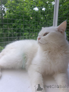 Zdjęcie №4. Sprzedam  w Rzeka Moskwa. prywatne ogłoszenie - cena - Bezpłatny