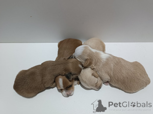 Zdjęcie №2 do zapowiedźy № 146295 na sprzedaż  hawańczyk - wkupić się Serbia hodowca