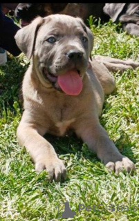 Zdjęcie №1. cane corso - na sprzedaż w Žitište | negocjowane | Zapowiedź №169059