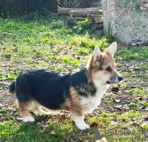 Zdjęcie №2 do zapowiedźy № 124907 na sprzedaż  welsh corgi - wkupić się Serbia 