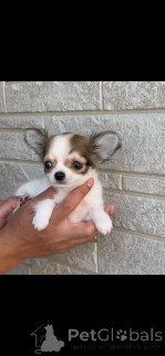 Zdjęcie №3. Sprzedam piękne szczenięta chihuahua. Małe, kochające i gotowe do nowych domów. Niemcy