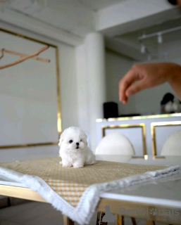 Zdjęcie №2 do zapowiedźy № 138643 na sprzedaż  maltańczyk - wkupić się USA hodowca