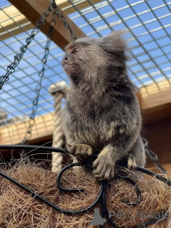 Zdjęcie №3. Moja urocza mała marmozeta gotowa do ponownego zamieszkania i adopcji. Jest. USA