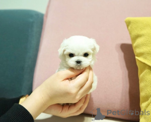 Zdjęcie №2 do zapowiedźy № 164003 na sprzedaż  maltańczyk - wkupić się Finlandia prywatne ogłoszenie, ze schronu