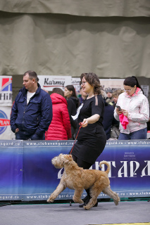 Zdjęcie №2 do zapowiedźy № 6090 na sprzedaż  irish soft coated wheaten terrier - wkupić się Federacja Rosyjska od żłobka, hodowca