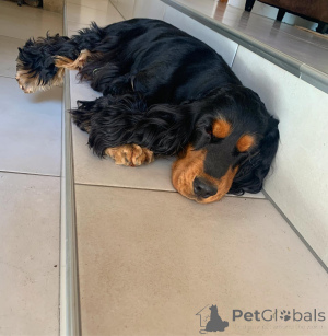 Zdjęcie №2 do zapowiedźy № 136908 na sprzedaż  cocker spaniel amerykański - wkupić się USA 