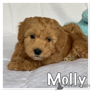 Zdjęcie №2 do zapowiedźy № 159433 na sprzedaż  hawańczyk - wkupić się Belgia prywatne ogłoszenie