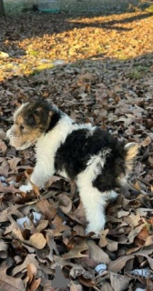 Zdjęcie №2 do zapowiedźy № 175105 na sprzedaż  fox terrier - wkupić się Niemcy prywatne ogłoszenie