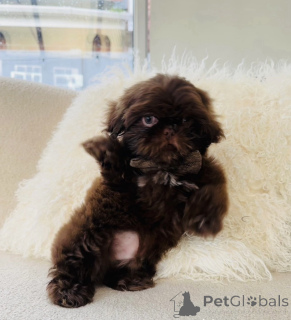 Zdjęcie №3. Czekoladowy Shih Tzu dla reproduktora. USA