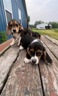 Zdjęcie №3. Lindos cachorros Beagle na sprzedaż. Portugalia