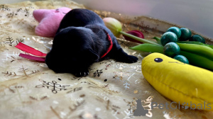 Zdjęcie №2 do zapowiedźy № 143662 na sprzedaż  hawańczyk - wkupić się Polska prywatne ogłoszenie